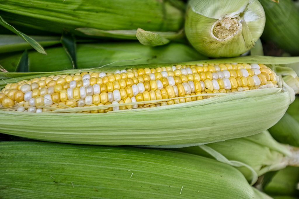 GM Crops: Myths and Benefits