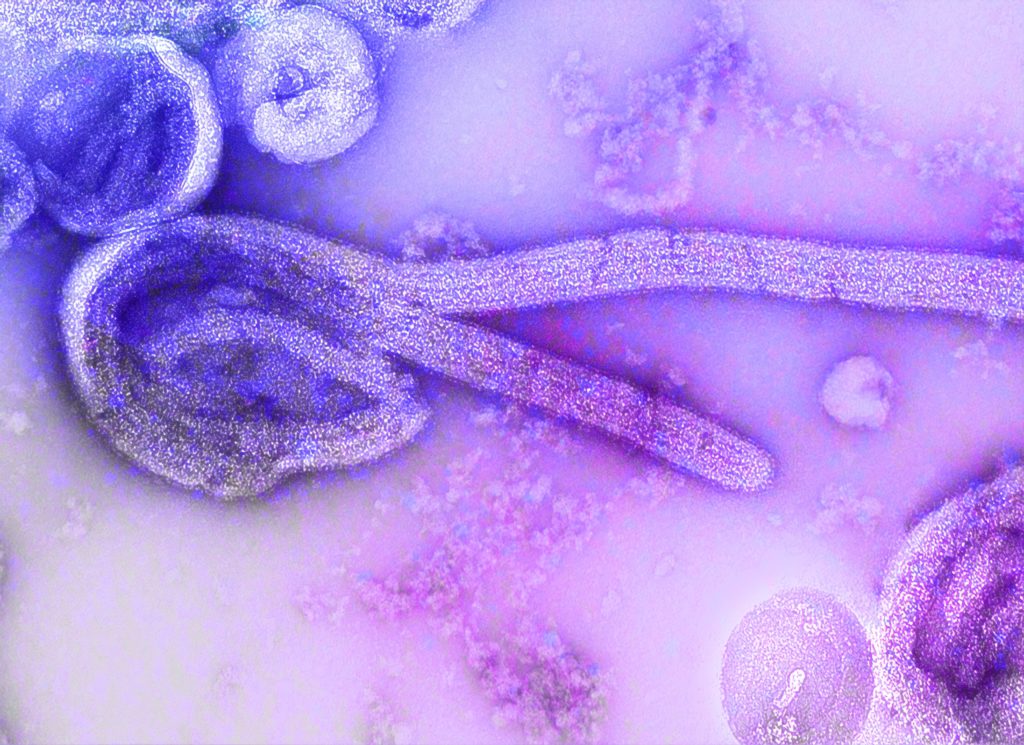 ebola and food by CDC on Unsplash