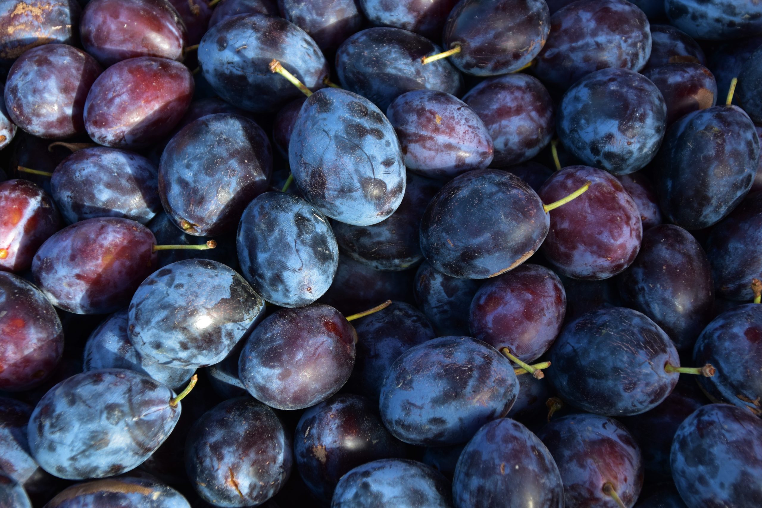 New Research on Dried Plums and Bone Health