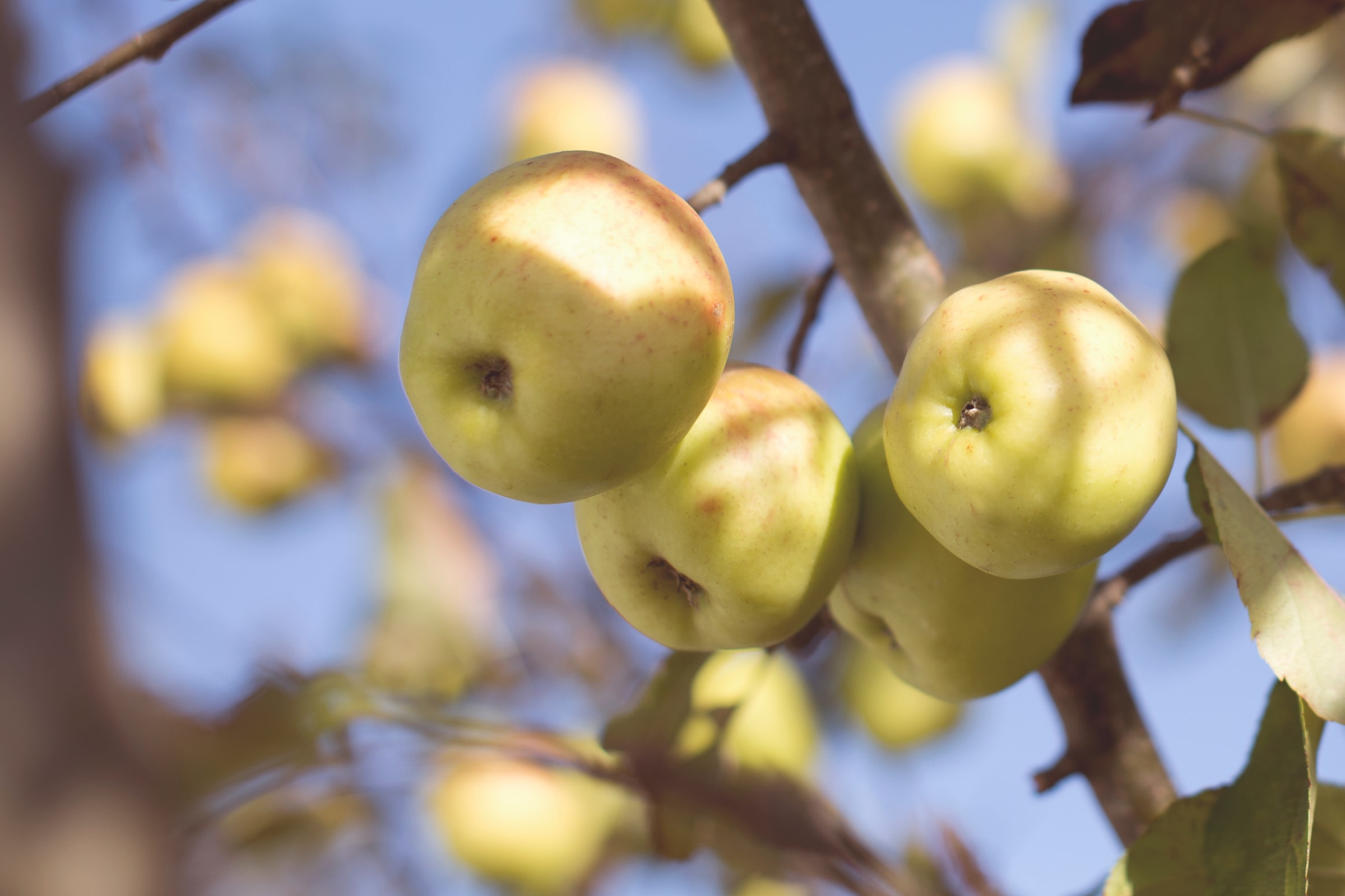Arctic® Apples: A Bite Out Of The Science