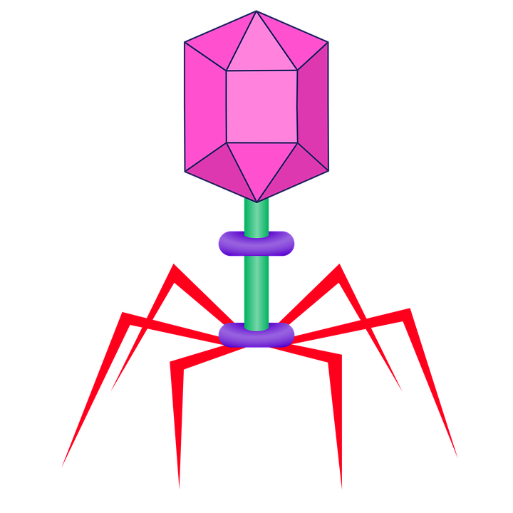 bacteriophages